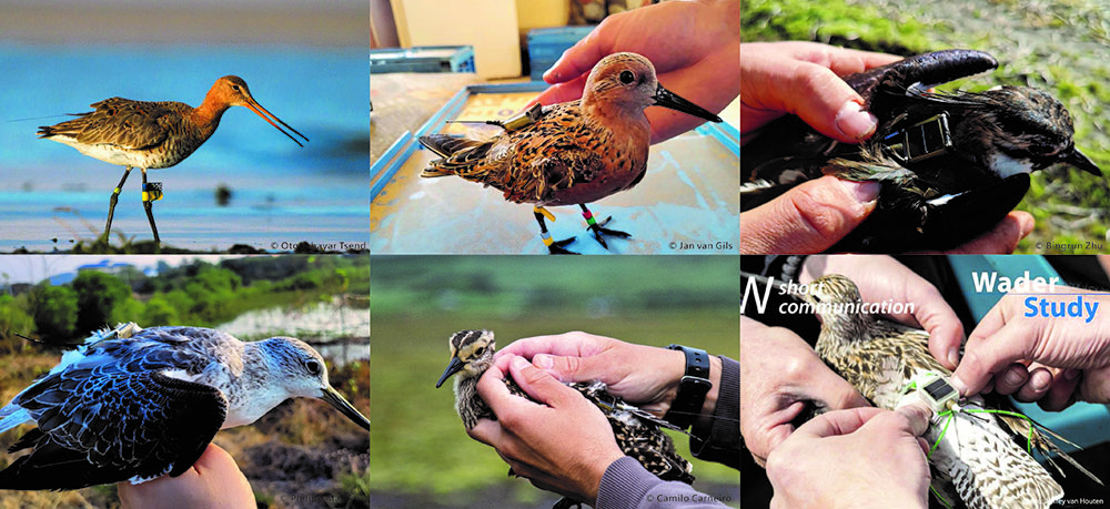The International Ornithologist’s Union and Hunan Global Messenger Technology Co., Ltd. Reach Cooperation Agreement